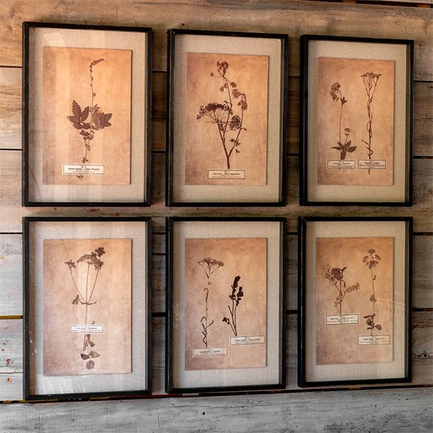 6 Piece Pressed Botanical Print Set | Antique Farmhouse