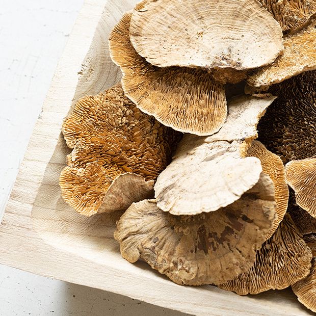 Decorative Dried Sponge Mushrooms Bag of 48 Antique Farmhouse
