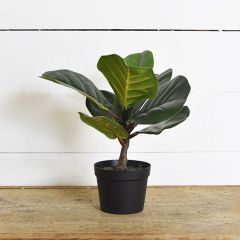 Potted Tabletop Fiddle Leaf Tree