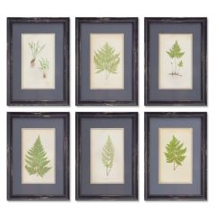 Dark Framed Fern Prints Set of 6