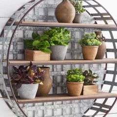 Assorted Potted Herbs Set of 2