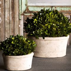 Potted Boxwood | Preserved Boxwood