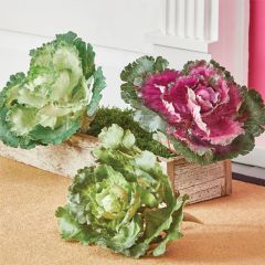 Cabbage Pick Set of 3