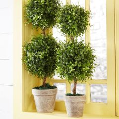 Boxwood 2 Tier Topiary