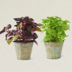 Faux Herbs in Rustic Metal Buckets 9 Inch Set of 2