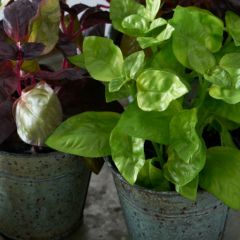 Faux Herbs in Rustic Metal Buckets 7 Inch Set of 2