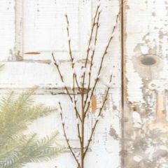 Tall Pussy Willow Branch