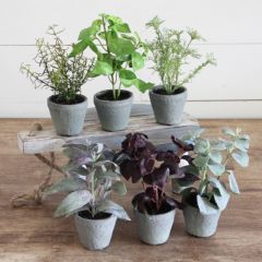 Potted Faux Herbs Set of 6