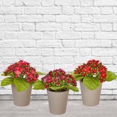 Potted Faux Kalanchoe Flowers Set of 3