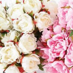 Pale Peony 7-Stem Bundle