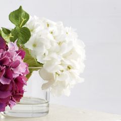 Hydrangea In Vase Tabletop Arrangement