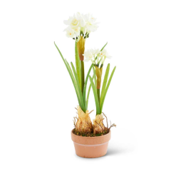 potted-decorative-narcissus