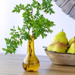 Amber Artisan Glass Bud Vase