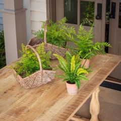 Assorted Artificial Fern Collection Set of 4