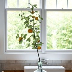 Tangerine Branch