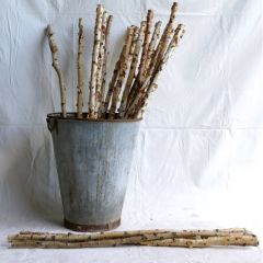 Birch Wood Pole