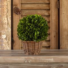Boxwood Ball In Willow Basket Arrangement