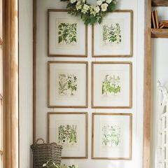 Fir Framed Botanical Print Set of 6