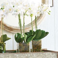 Decorative Tabletop Orchid Arrangement