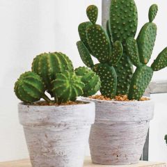 Potted Cactus Set of 2