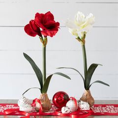 Faux Bulb Potted Star Amaryllis Set of 2
