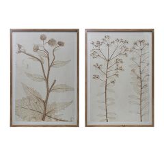 Fir Wood Framed Botanical Print Set of 2