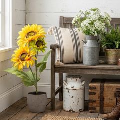 Golden Meadow Potted Sunflower 20 Inch