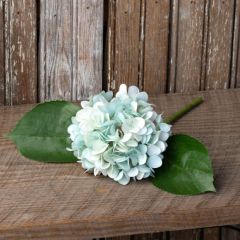 Hydrangea Cutting Stem