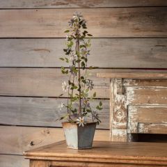 Metal Clematis On Potted Trellis