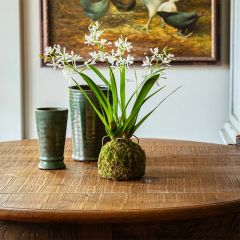 Mini Vanda Orchid in Moss Ball Arrangement