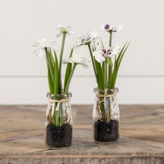 Potted White Spring Flower One of Each