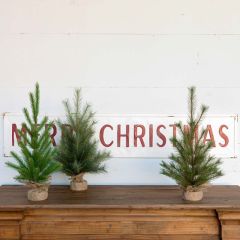 Seedling Trees with Burlap Wrapped Stand Set of 3