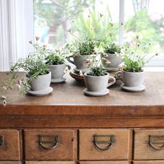 Simple Accents Concrete Teacup Planter