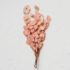Springtime Dried Eucalyptus Bush
