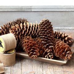 Oversized Natural Sugar Pinecone