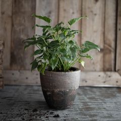Textured Finish Terracotta Planter Pot 7 Inch