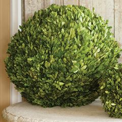 Preserved Boxwood Ball