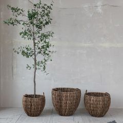 Woven Banana Leaf Basket With Handles Set of 3