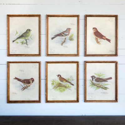 Framed Vintage Bird Prints Set of 6