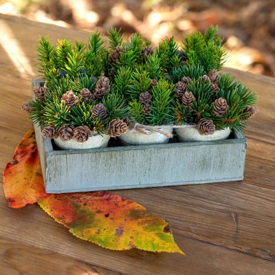 6 Potted Evergreens In Wood Box