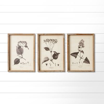 Minimalist Framed Botanical Prints Set of 3