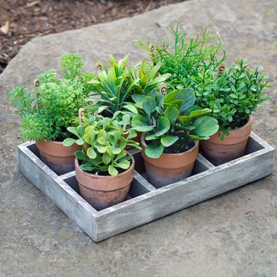 Assorted Faux Herb Pots in Tray