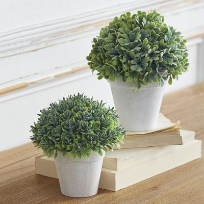 Boxwood in Pale Pot Set of 2