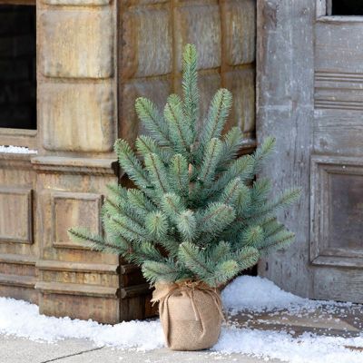 Burlap Wrapped Lighted Spruce Seedling, 24 Inch