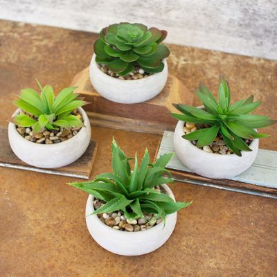 Cement Potted Succulent Collection Set of 4
