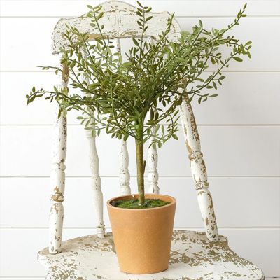 Classic Farmhouse Potted Thyme Topiary