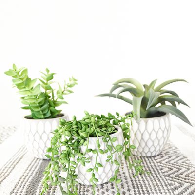 Faux Succulent In Textured Pot Set of 3