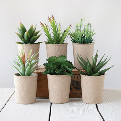 Faux Succulents in Paper Pots Set of 6