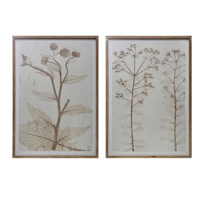 Fir Wood Framed Botanical Print Set of 2