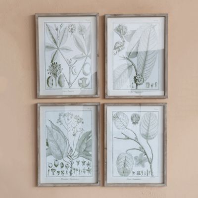Fir Wood Framed Plant Print Set of 4